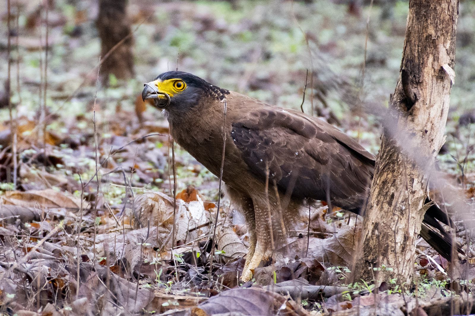creseted serpant eagle (2)